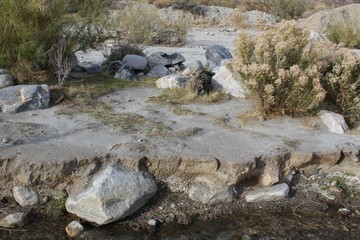 Cutting through the confluence of Mojave and Colorado Deserts on Mission Creek Preserve, this rare stream provides an ecological sanctuary.