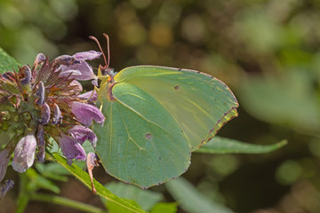 26.07.2019 ES, Kanarische Inseln , La Palma Gonepteryx palmae , La Palma Zitronenfalter Gonepteryx palmae STAMM, 1963