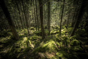 A cloudy day over an Italian mountain forest
