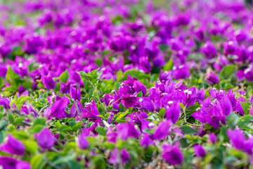 Violet flowers Bougainvillea with green leaves grows in a garden