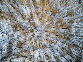 Top view of snowy trees.