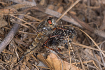 03.08.2019 ES, Kanarische Inseln, La Palma La Palma Raubfliege Promachus palmensis