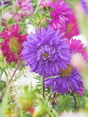 Obraz premium Bright multicolored asters drowning in the greenery of the garden.