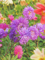 Bright multicolored asters drowning in the greenery of the garden.