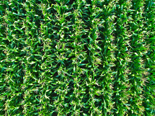 Top View of Corn Field