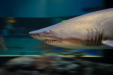 Naklejka premium Shark Swimming with Blurred Background