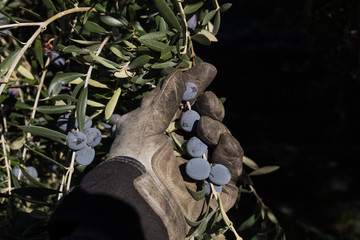Recolección de aceituna a mano con guante