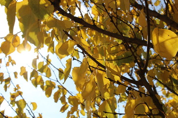  Autumn in the garden