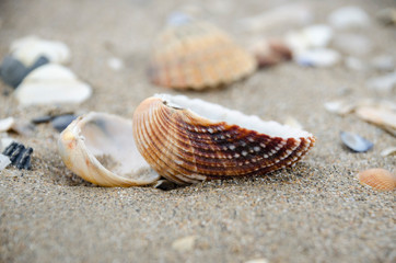 brown shell on the beach