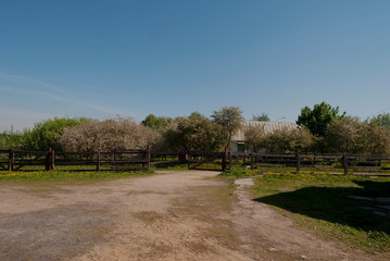 Fototapeta na wymiar Beautiful countryside nature scenery with a wide dirt road leading to an old wooden fence and blooming trees and house behind it. A bright sunny summer day with blue sky.