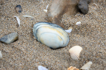 sea shell and stone on the beach