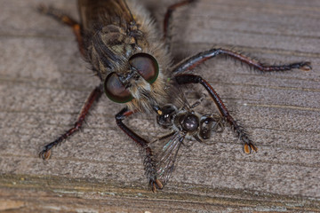 26.07.2019 ES, Kanarische Inseln, La Palma La Palma Raubfliege Promachus palmensis