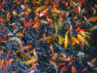 Koi Carp fish in the pond in Shanghai in China