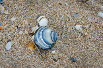 blue sea shell on the beach