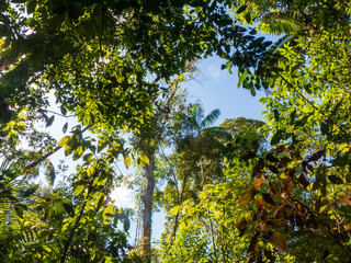 Wanderung durch den Regenwald von Costa Rica bei Boca Tapada.