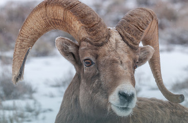 Bighorn Sheep Ram Portrait in Winter