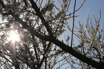 The sun peers through a flowering tree