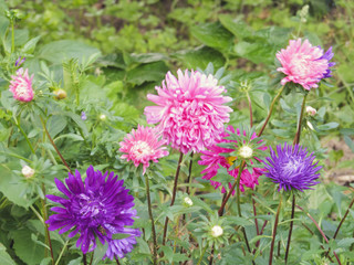 Obraz premium Bright multicolored asters drowning in the greenery of the garden.