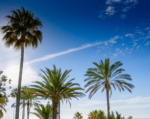 Spanish coast and promenade. Beautiful tall palm trees and wonderful warm weather with clear blue sky. Romantic vacation and travel. Sun in the background small clouds, no people. Amazing nature