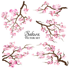 Fototapeta Set of blooming sakura branches. Vector illustration. obraz