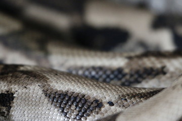 snake skin closeup photo showing the details of the scales