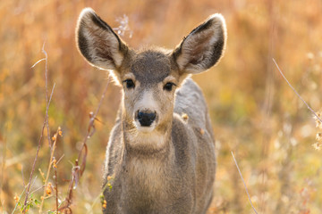 Young Mule Deer - A close-up front headshot of a young and cute mule deer standing in a mountain meadow on a bright Autumn evening. Chatfield State Park, Colorado, USA.
