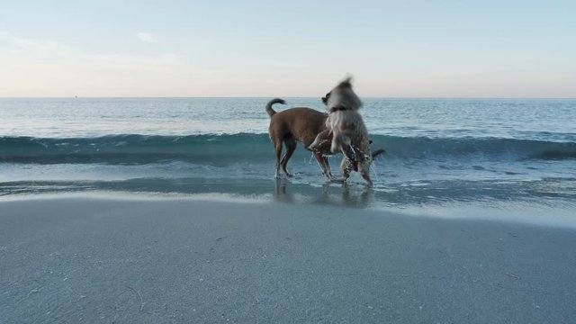 Two Thai dogs playing in water together at sea with a brilliant blue sky In the morning Thailand Asia. Slow motion