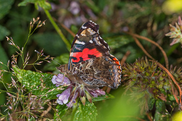 03.08.2019 ES, Kanarische Inseln, La Palma Kanaren-Admiral Vanessa vulcania GODART, 1819