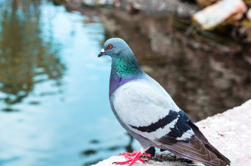 A pigeons on a bridge over a small lake