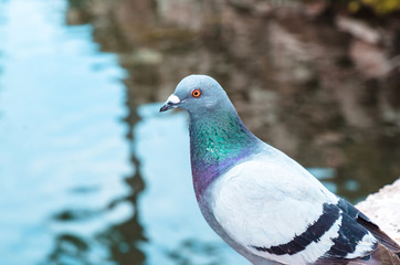 A pigeons on a bridge over a small lake