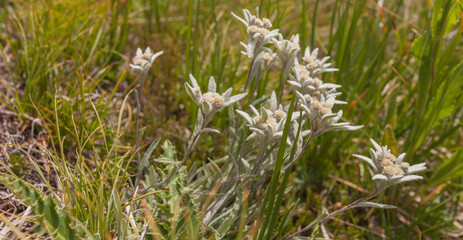 Leontopodium alpinum in a sunny evening in the Italian Dolomites