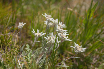 Leontopodium alpinum in a sunny evening in the Italian Dolomites