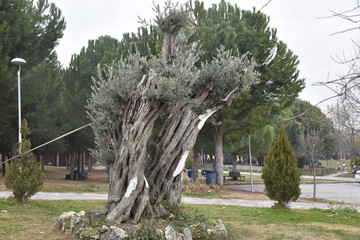 very old olive tree in the park