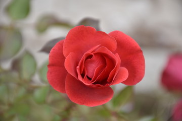 red rose in the garden