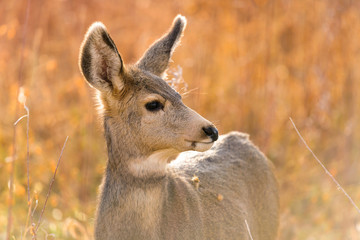 Autumn Mule Deer - A close-up side headshot of a young mule deer standing in a mountain meadow on a bright Autumn evening. Chatfield State Park, Colorado, USA.