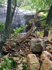 tree in the forest