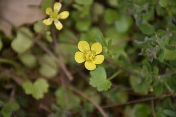 flower on green background of grass
