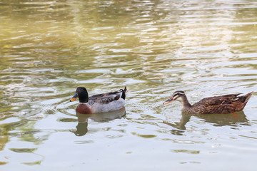 Duck swimming in lake