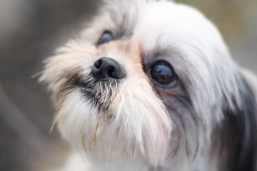 Shih Tzu dog sitting close up shot taken in garden