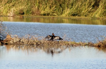 heron