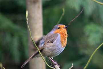 robin perched on a branch