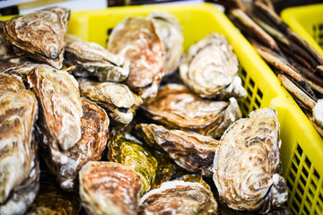 fresh oysters close up view