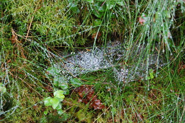 grass with water drops
