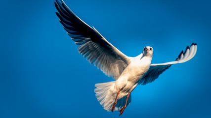 Möwen am Starnberger See