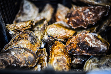 fresh oysters close up view