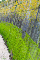 Saint Malo. Bretagne. Mur du port à marée basse recouvert d'algues vertes et jaunes.  Port wall at low tide covered with green and yellow algae.