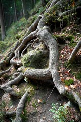 Fototapeta na wymiar Roots of a tree on a hiking trail near Karlovy Vary in the Czech Republic