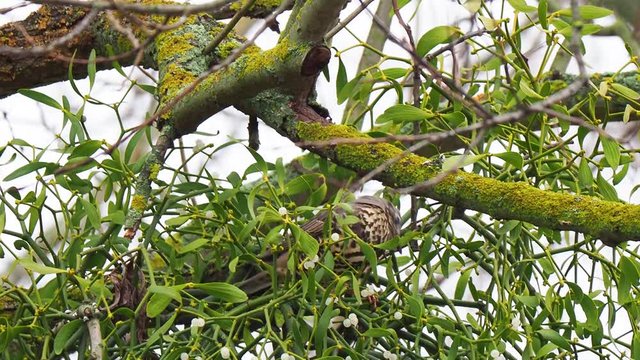 Mistle thrush on mistletoe