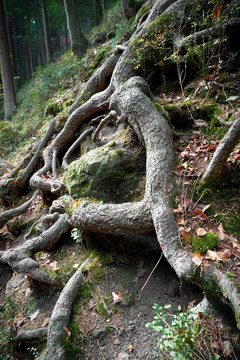 Roots of a tree on a hiking trail near Karlovy Vary in the Czech Republic