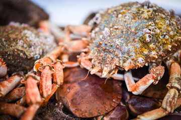 fresh lobster close up view